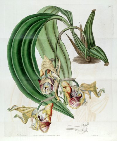 Coryanthes maculata by Miss Drake